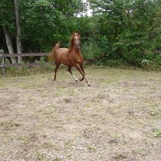 Arabisk fuldblod (OX) Kaicha