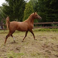 Arabisk fuldblod (OX) Kaicha