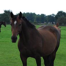 Tysk Oldenburger Copyright