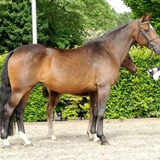 Tysk Oldenburger Copyright