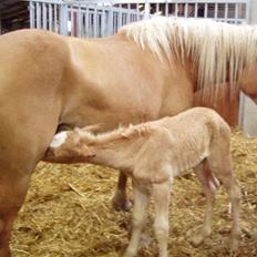 Haflinger Fly Fly af Fredensberg