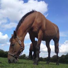 Anden særlig race Amiga  ¤¤ XPart ¤¤ R.I.P