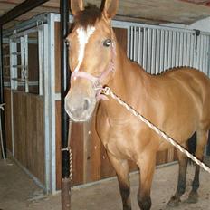 Anden særlig race Amiga  ¤¤ XPart ¤¤ R.I.P