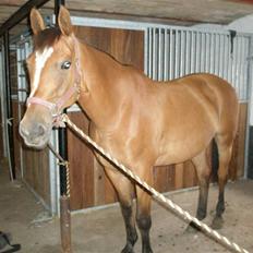 Anden særlig race Amiga  ¤¤ XPart ¤¤ R.I.P