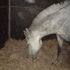 Welsh Pony af Cob-type (sec C) Alanta R.I.P