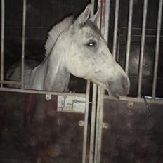 Welsh Pony af Cob-type (sec C) Alanta R.I.P