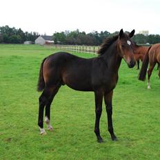 Tysk Oldenburger Copyright