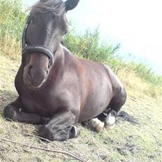 New Forest Hamborgs Amistar
