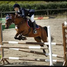 Belgisk Sportspony Cawello *SOLGT*