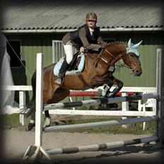 Belgisk Sportspony Cawello *SOLGT*