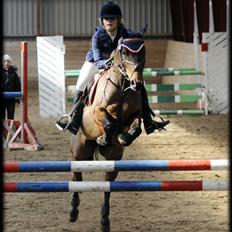 Belgisk Sportspony Cawello *SOLGT*