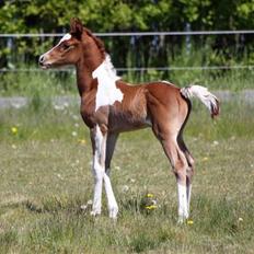 Pinto Araber Schillinggaards Hercules " Solgt "