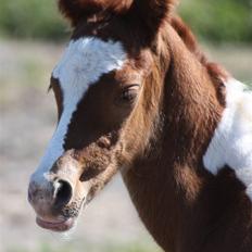 Pinto Araber Schillinggaards Hercules " Solgt "
