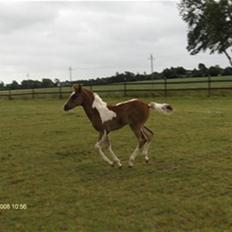 Pinto Araber Schillinggaards Hercules " Solgt "