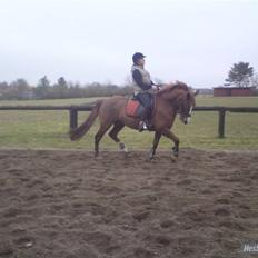 Anden særlig race Gari