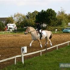 Anden særlig race Mister Hidalgo - R.i.P