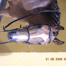 Anden særlig race Diva<3 (Gl.part) SAVNET!