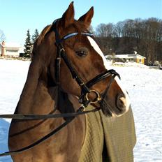 Tysk Sportspony Danubio 3 - R.I.P. 