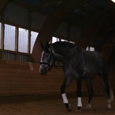 Dansk Varmblod Leader