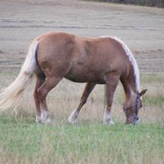 Haflinger  Kastanjegårdens Rosita