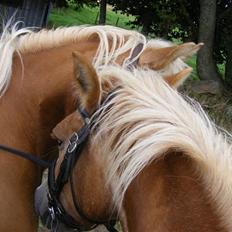 Haflinger  Kastanjegårdens Rosita