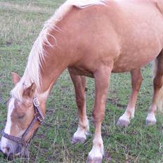 Haflinger  Kastanjegårdens Rosita