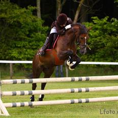 Welsh Pony af Cob-type (sec C) Rolo