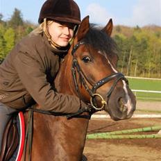 Welsh Pony af Cob-type (sec C) Rolo