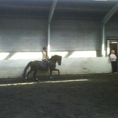 Welsh Pony af Cob-type (sec C) Rolo
