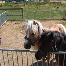 Anden særlig race Dunlet(har redet)<3<'3<3