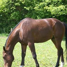 Traver Hr. Unispeed (Solgt)