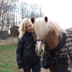 Haflinger Dreams Archi