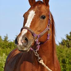 Quarter Watch Jackie Impress