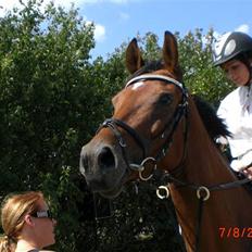 Dansk Varmblod Cape Cille E - R.I.P.