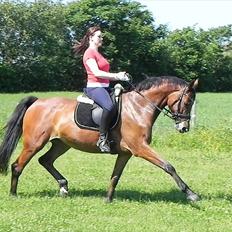 Dansk Varmblod Cape Cille E - R.I.P.