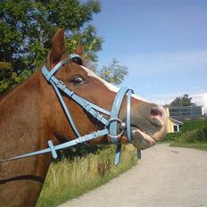 Hollandsk Sportspony U-peter (Orlando) 