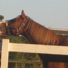 Hollandsk Sportspony U-peter (Orlando) 