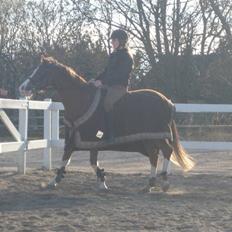 Hollandsk Sportspony U-peter (Orlando) 