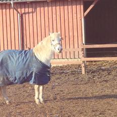 Anden særlig race shila gammel leje pony