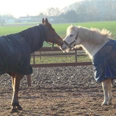 Anden særlig race shila gammel leje pony