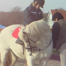 Anden særlig race shila gammel leje pony