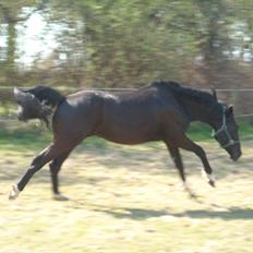 Dansk Varmblod Nice Surprise 