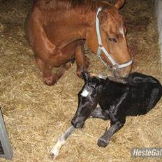 Dansk Varmblod Nice Surprise 