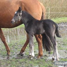 Dansk Varmblod Nice Surprise 