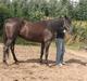 Traver In Ger Solgt