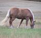 Haflinger  Kastanjegårdens Rosita