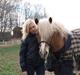 Haflinger Dreams Archi