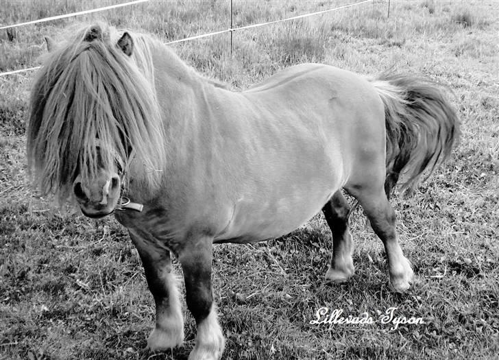 Shetlænder Tyson Solgt billede 9