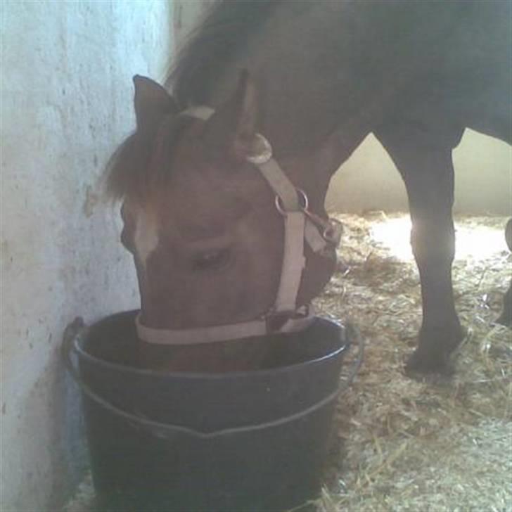 Anden særlig race  Randa  - mors pony blevet tørstig billede 2