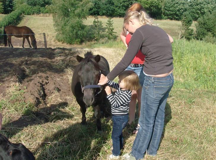 Shetlænder Lyngholm´s Saga R.I.P † - Første gang min niece så saga:9 billede 14